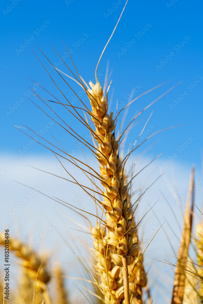 Golden ripe wheat under blue sky in sunlight in summer Golden ripe wheat under blue sky in sunlight in summer