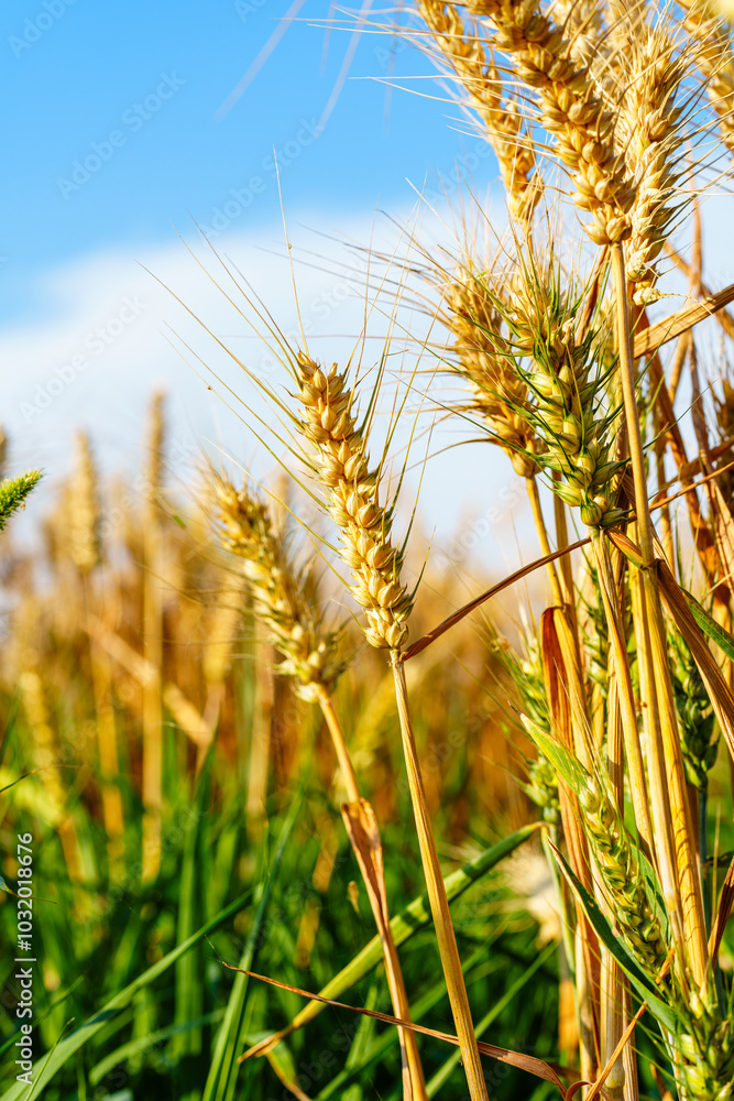 Obraz premium Golden ripe wheat under blue sky in sunlight in summer