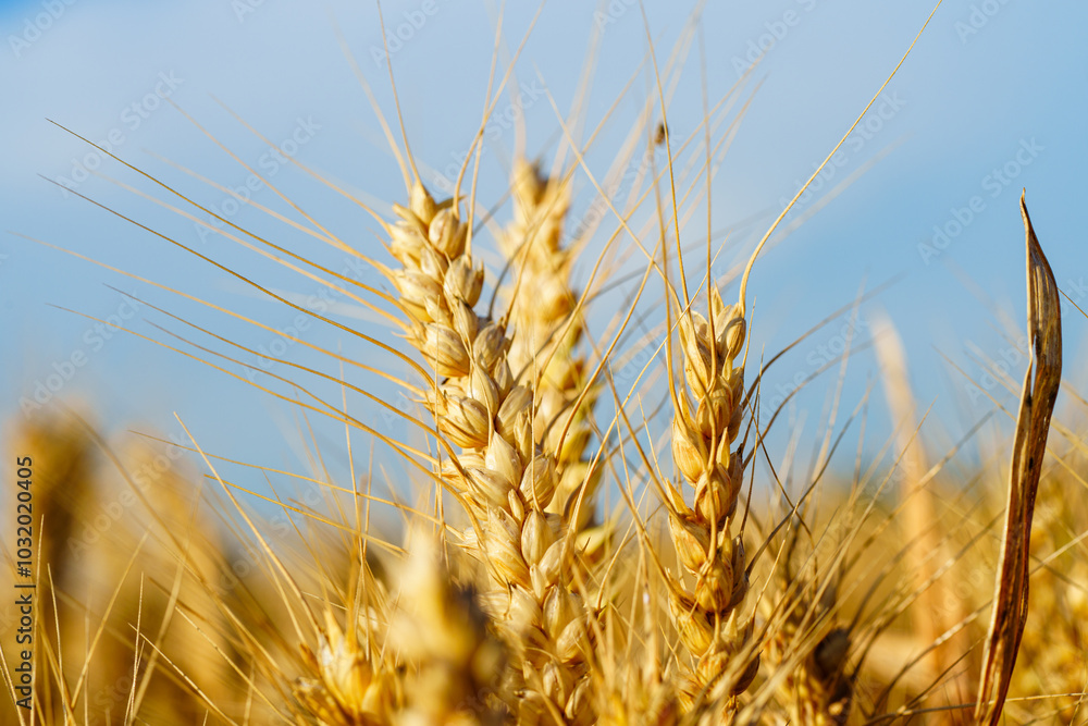 Golden ripe wheat under blue sky in sunlight in summer Golden ripe wheat under blue sky in sunlight in summer