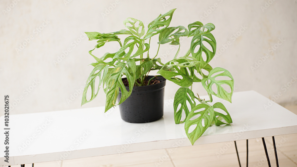 Monstera Adansonii Ornamental Plant - Swiss Cheese Vine placed on a white table Monstera Adansonii Ornamental Plant - Swiss Cheese Vine placed on a white table