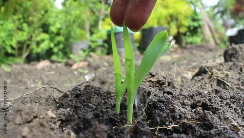 Agriculture. Green corn seedlings in life-giving water droplets. Farmer's hand watering green corn seedlings in fertile soil. Organic farming watering corn. Water droplets on leaves photo