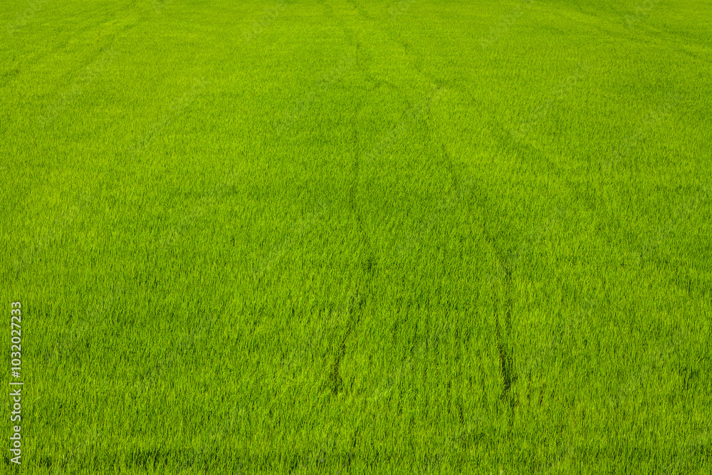 A vast, vibrant green field covered in dense grass or crops, stretching across the frame A vast, vibrant green field covered in dense grass or crops, stretching across the frame