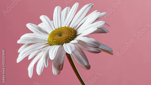White daisy flower on pink background, close-up view. Nature and elegance concept.
