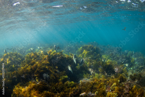 Group of fish swimming under the light rays.