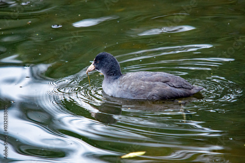 Ente auf dem Wasser