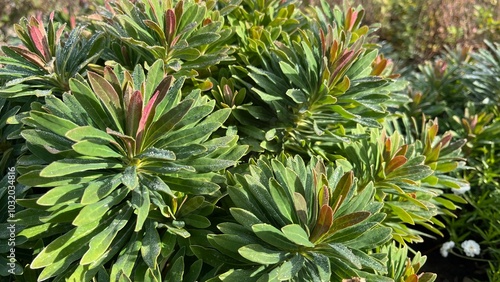 Euphorbia x martinii Colibri. Evergreen Shrub with red pistils. Green foliage in garden with dew on the leaves photo