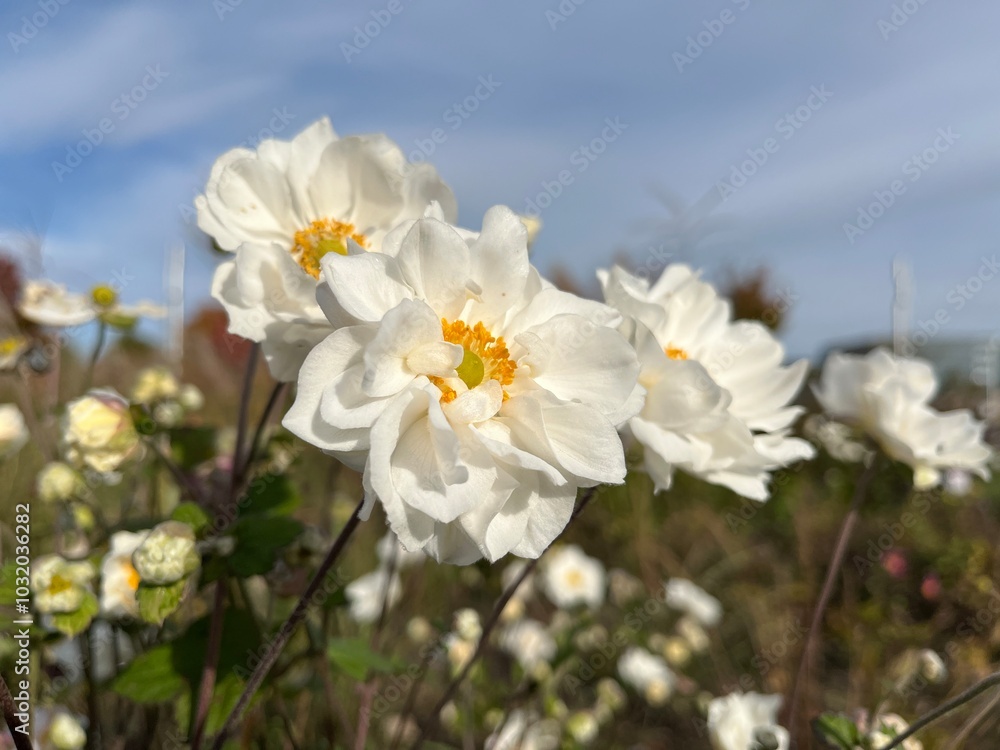 Whirlwind Anemone. Beautiful white flowers against blue sky. Nature background of flowers. Whirlwind Anemone. Beautiful white flowers against blue sky. Nature background of flowers.