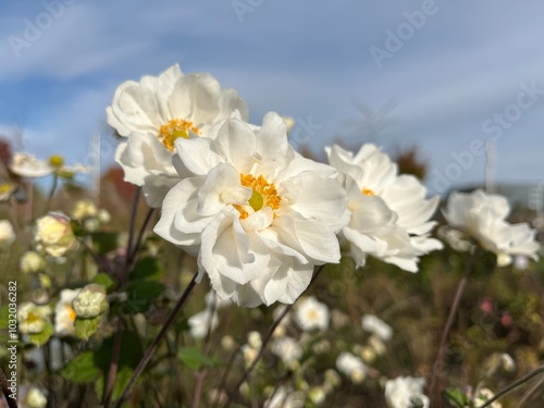 Whirlwind Anemone. Beautiful white flowers against blue sky. Nature background of flowers.