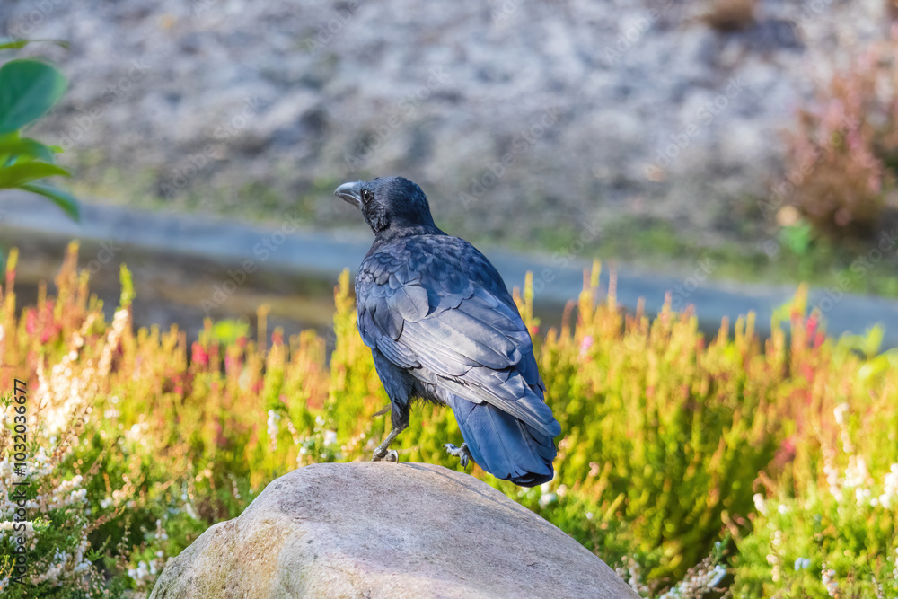 A black crow is walking on a sidewalk