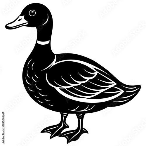 duck isolated on white