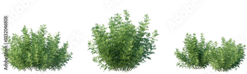 Fotografía Set of frontal Artemisia abrotanum (the southernwood, lad's love, or southern wo