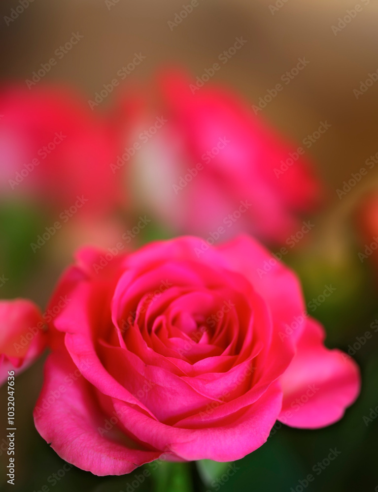Nature, spring and environment with rose in garden for sustainability, growth and ecosystem. Biodiversity, conservation and ecology with plant in countryside for blossom, flowers and season Nature, spring and environment with rose in garden for sustainability, growth and ecosystem. Biodiversity, conservation and ecology with plant in countryside for blossom, flowers and season