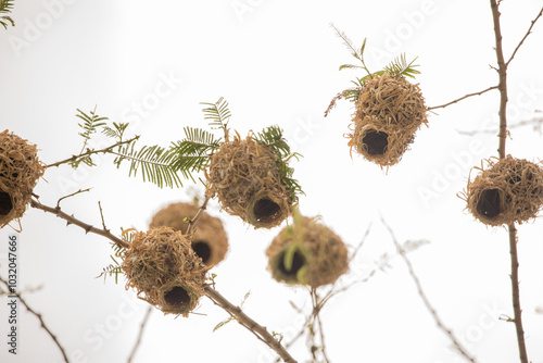 Weaver bird weaver finches building nest photo