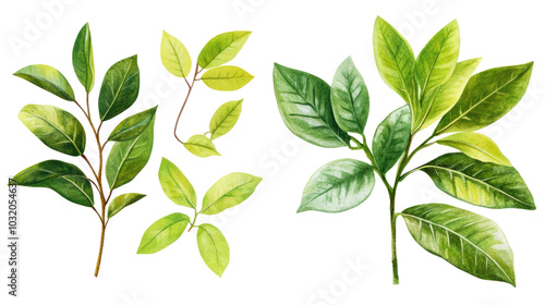 Tropical Foliage Plant Bushes Collection on a Transparent Background Generative AI
