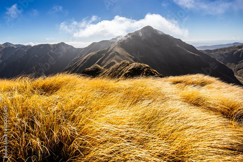 Slika na platnu Snow tussock in the Tararua Ranges, New Zealand