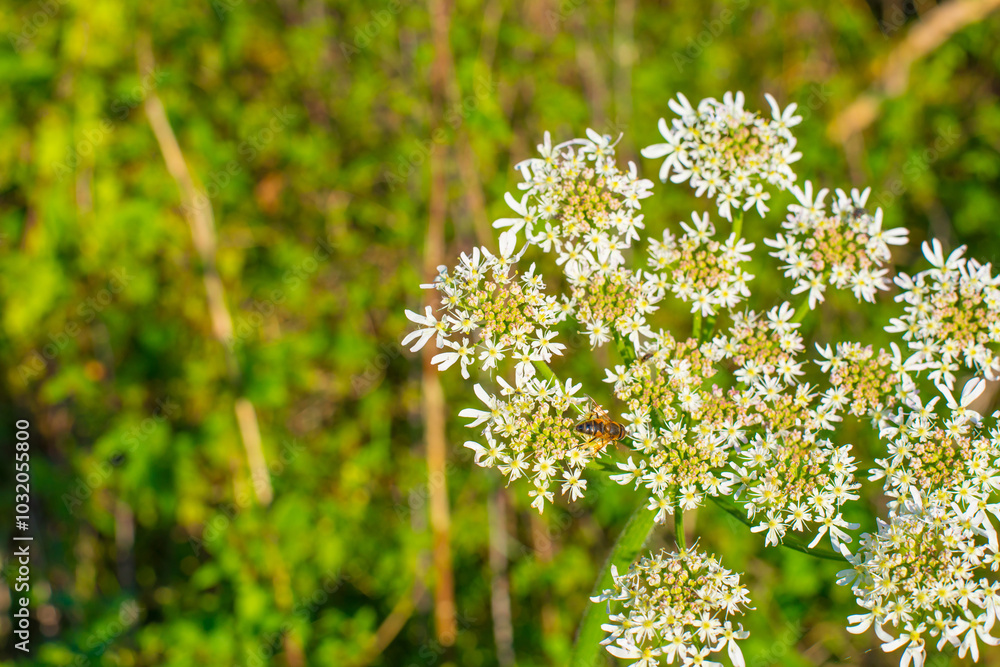 Bee on a flower in wetland in autumn, Almere, Flevoland, The Netherlands, October 15, 2024 Bee on a flower in wetland in autumn, Almere, Flevoland, The Netherlands, October 15, 2024