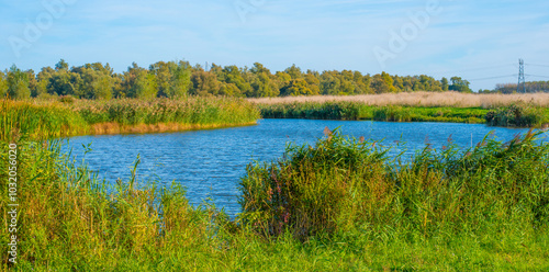 The edge of a lake in a sunny autumn, Almere, Flevoland, The Netherlands, October 15, 2024