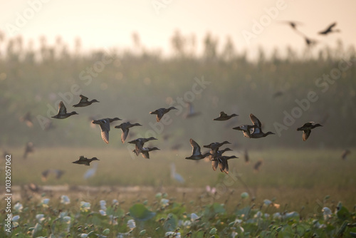 A group of ducks in flight against a hazy, golden sky. The ducks are silhouetted against the bright background, creating a dramatic scene. The image has a peaceful and tranquil feel. photo