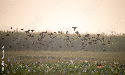 A group of ducks in flight against a hazy, golden sky. The ducks are silhouetted against the bright background, creating a dramatic scene. The image has a peaceful and tranquil feel. photo