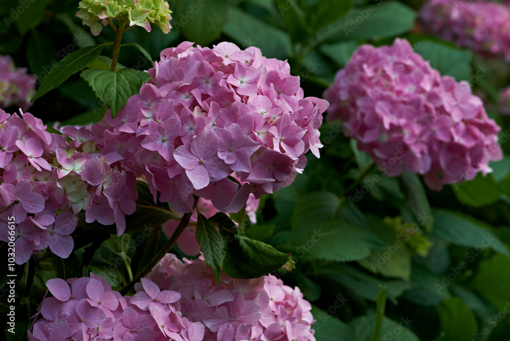 Flower, nature and lilac shrub in garden for blooming season, blossom and growth in spring. Closeup, plant and sustainable gardening with floral petals, leaves and ecology in eco friendly environment Flower, nature and lilac shrub in garden for blooming season, blossom and growth in spring. Closeup, plant and sustainable gardening with floral petals, leaves and ecology in eco friendly environment