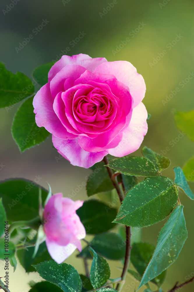 Rose, forest and outdoor ecology in environment, flower bush and growth or blooming in nature. Plant, blossom and countryside woods with botany for peace in ecosystem, wilderness and vegetation Rose, forest and outdoor ecology in environment, flower bush and growth or blooming in nature. Plant, blossom and countryside woods with botany for peace in ecosystem, wilderness and vegetation