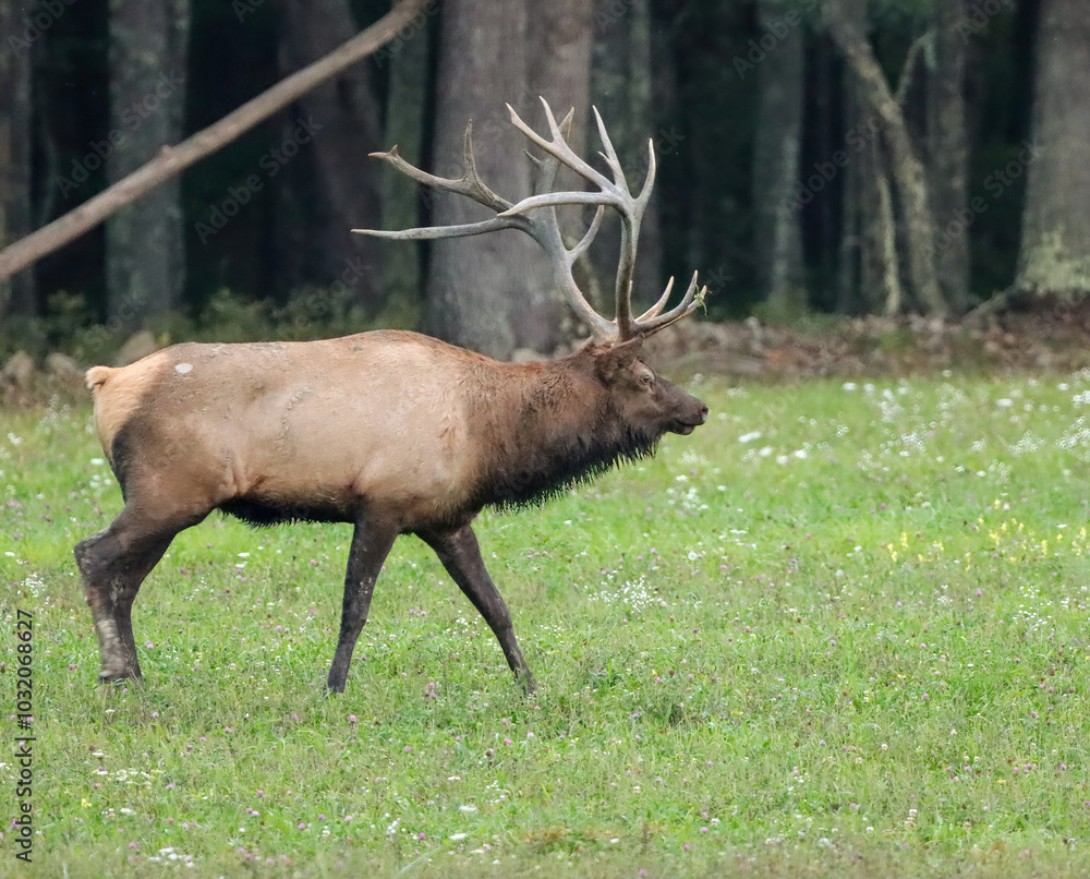 Gorgeous Elk Bull Autumn Fall Rut Gorgeous Elk Bull Autumn Fall Rut