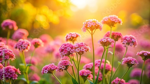 A delicate field of pink blossoms bathed in the warm glow of a setting sun, creating a vibrant and peaceful scene.