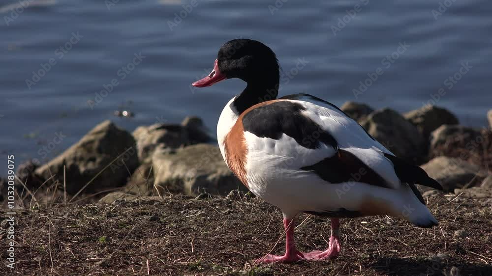 Close up view of shelduck on the shore. Bird at nature reserve feeding on the ground UK 4K Close up view of shelduck on the shore. Bird at nature reserve feeding on the ground UK 4K