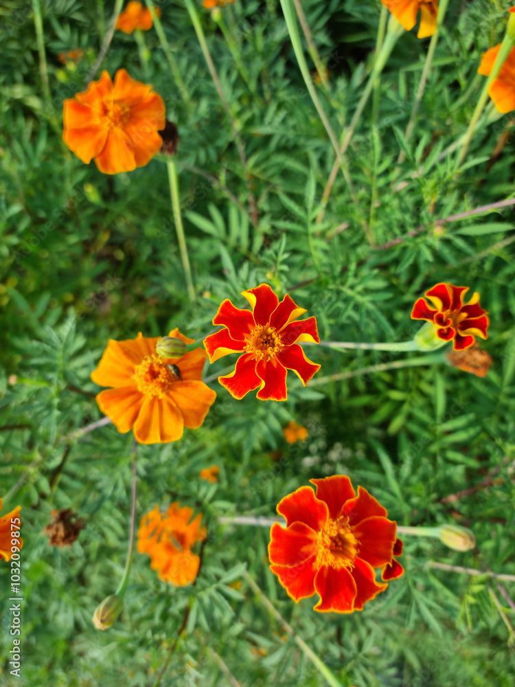 These are red marigolds blooming in the flower bed. These are red marigolds blooming in the flower bed.