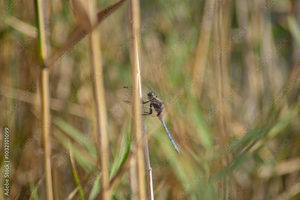 Dragonfly perched on a reed in a wetland Dragonfly perched on a reed in a wetland