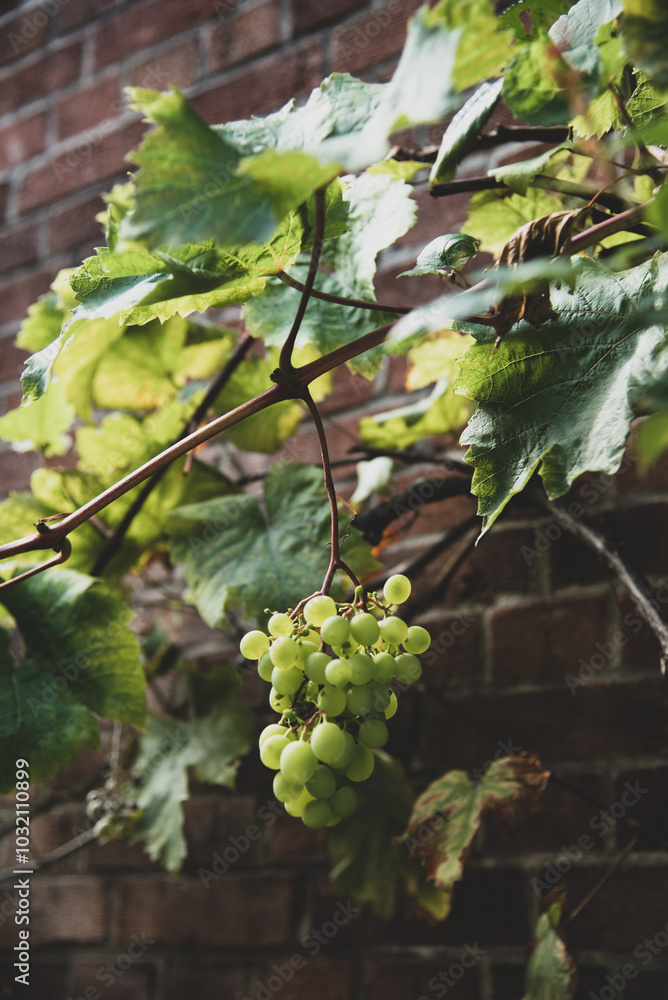 hanging bunch of white grapes hanging bunch of white grapes