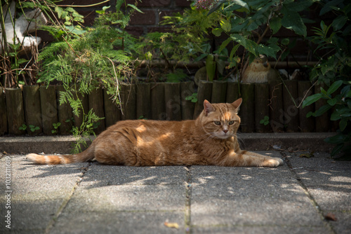 Canvas Print ginger cat lying on the ground