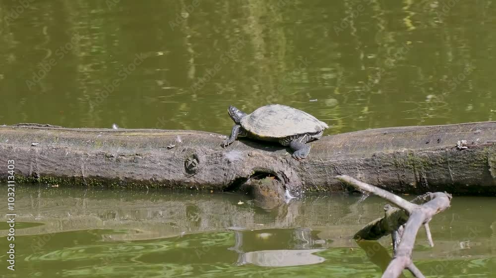 Evasive Red-eared Terrapin Basking on a UK Lake Evasive Red-eared Terrapin Basking on a UK Lake