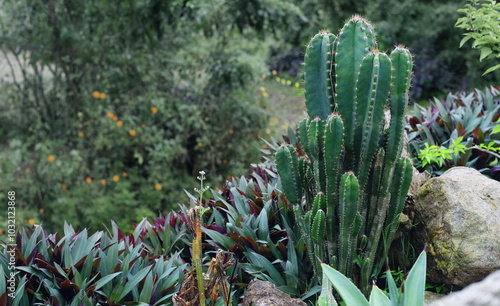 A Peruvian Apple Cactus or hedge cactus among other plants in a garden photo