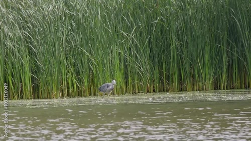 Grey Heron Fishing photo