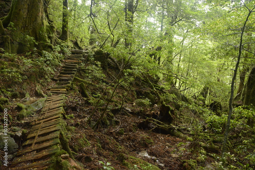 Alter Waldweg Alter Waldweg