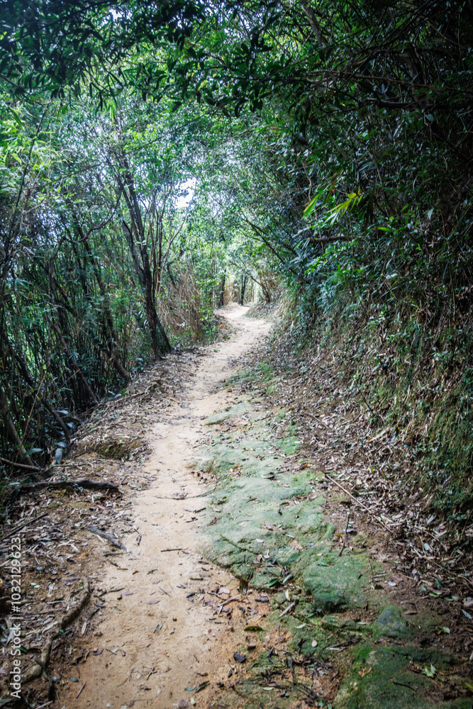 Serene Forest Pathway Surrounded by Tall Trees and Lush Greenery Serene Forest Pathway Surrounded by Tall Trees and Lush Greenery