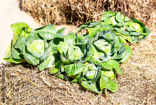 Green fresh cabbage of new harvest