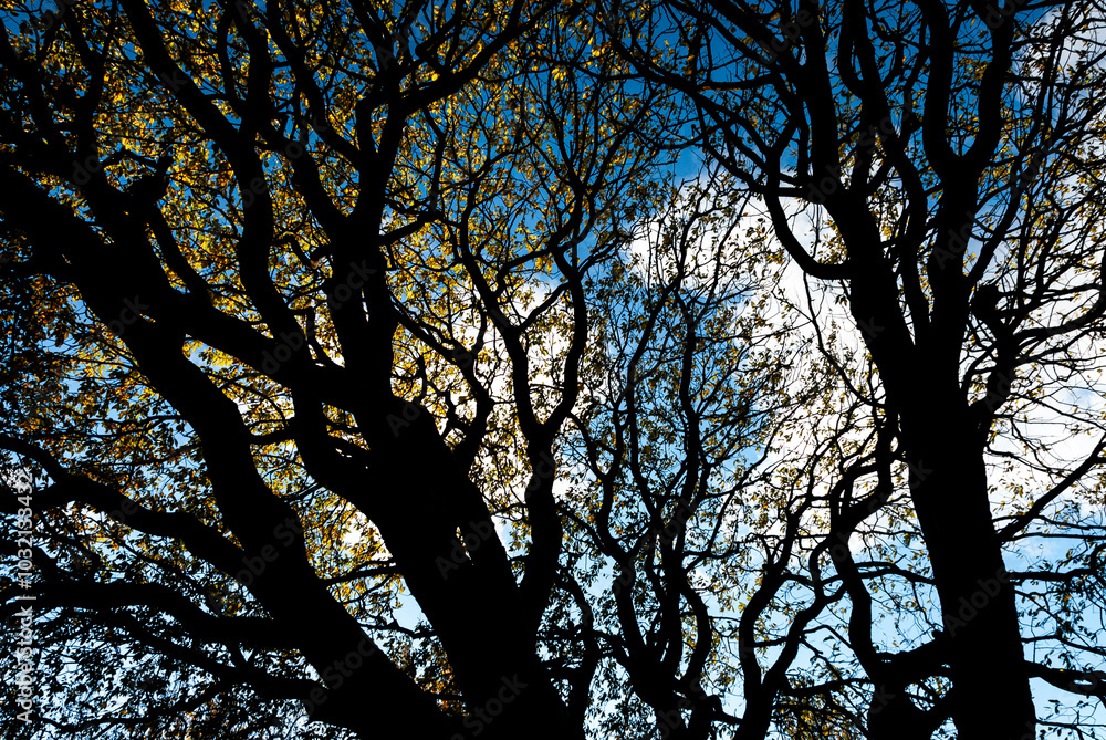 tree in a public park in Reykjavík, Iceland tree in a public park in Reykjavík, Iceland