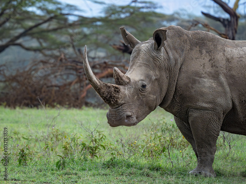 Portrait of an adult rhino standing in a grassland against a backdrop of acacia forest on an overcast day at Lake Nakuru National Park, Kenya