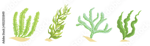 Colorful Coral and Sea Bottom Plant Vector Set