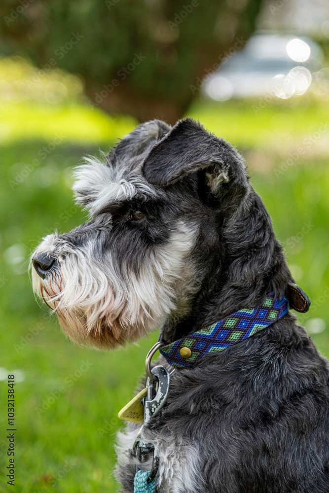 portrait of a dog portrait of a dog