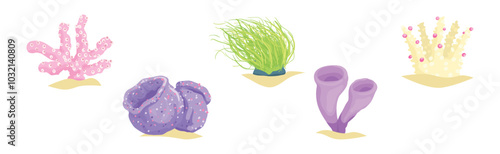 Colorful Coral and Sea Bottom Plant Vector Set