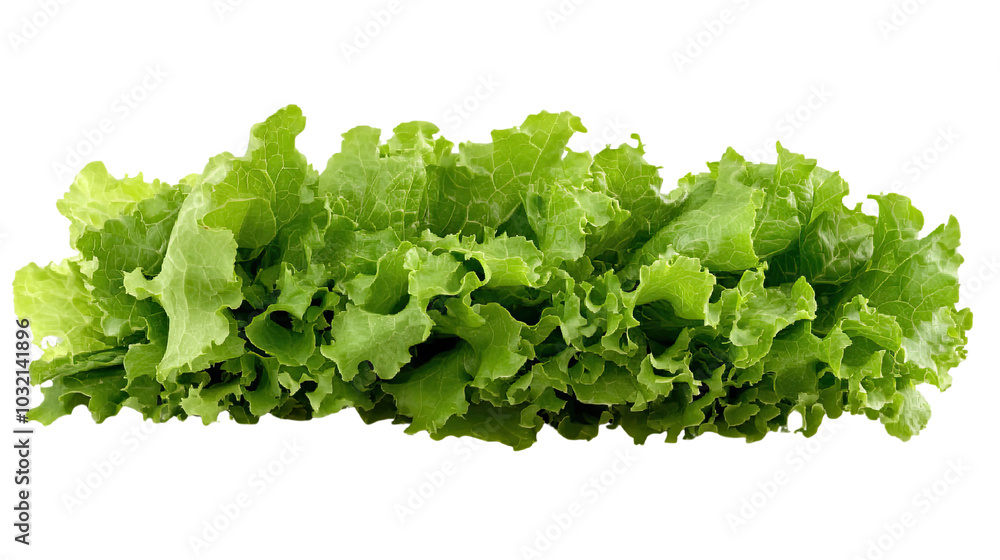Fresh green lettuce on a white background Fresh green lettuce on a white background