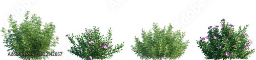 фотографія Set of frontal Artemisia abrotanum and Cistus incanus (hoary rock-rose) isolated