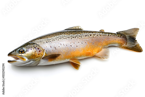 Fresh trout on white background