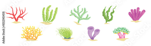 Colorful Coral and Sea Bottom Plant Vector Set