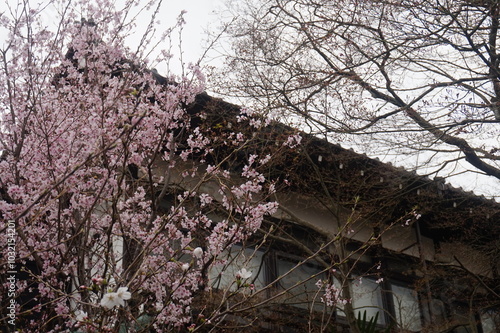 Wallpaper Mural cherry blossoms in Japan. beautiful spring tree with blue sky. beautiful botanical shot, natural wallpaper Torontodigital.ca