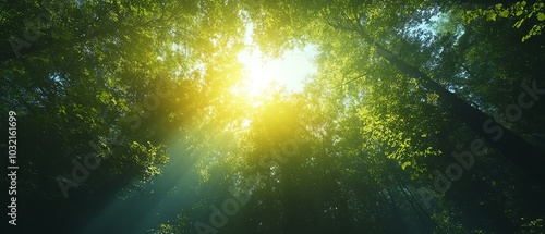 Nature photography featuring sunlight illuminating green treetops, enhanced by soft lens flare for a dreamy atmosphere