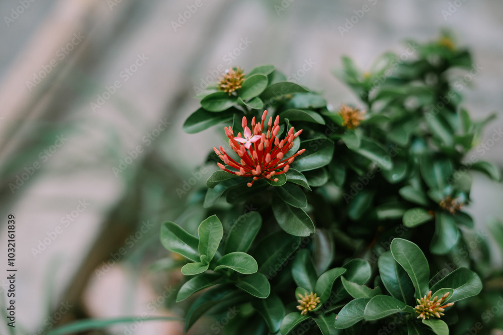A vibrant close-up of Chinese Ixora flowers or Ixora chinensis A vibrant close-up of Chinese Ixora flowers or Ixora chinensis